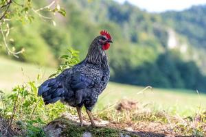 galinhas ao ar livre em uma fazenda alemã no verão foto