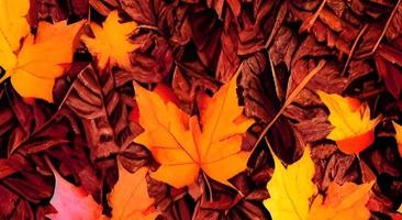 fundo de folhas coloridas de outono de outono. foto