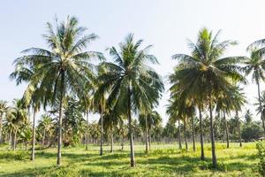 plantação de coqueiros foto