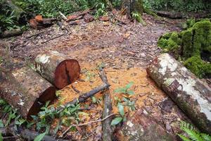 serra de madeira toras de madeira na natureza da floresta tropical - problema ambiental de desmatamento com motosserra em ação cortando madeira foto