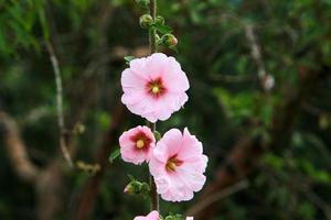 flores de verão em um parque da cidade em israel. foto