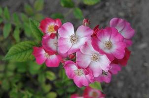 rosas no jardim foto