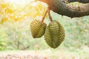 fruta durian pendurada na árvore durian no pomar do jardim frutas tropicais de verão esperando a colheita da fazenda natural na montanha - durian fresco na tailândia foto