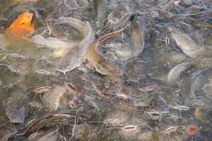 peixe-gato comendo alimentos em lagoas superficiais de água - fazenda de peixes de água doce foto