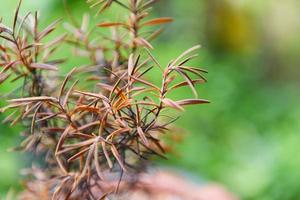 alecrim seco morto para extratos de óleo essencial - ervas de plantas de alecrim vermelho natureza fundo verde foto