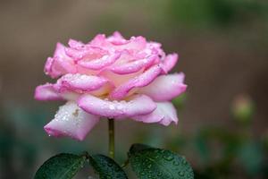 flor: fechar-se chinês rosa flor rosa isolado beijing, china foto