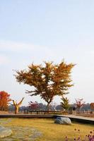 fotos e árvores de paisagens de outono de outubro