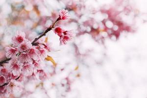 primavera sakura flor rosa cor vintage tonificada natureza abstrata fundo foto