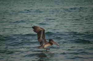 pelicano selvagem marrom pousando nas águas tropicais foto