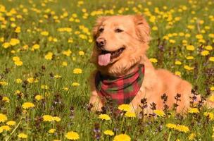 olhando para o rosto de um cão toller em um campo de dentes de leão foto