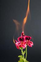 flor em chamas