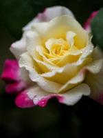 flor: close-up amarelo chinês rosa flor isolado beijing, china foto