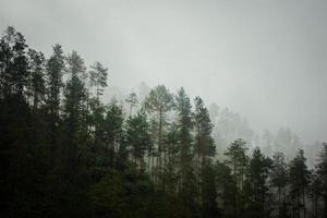 montanha escura, floresta de pinheiros com neblina foto