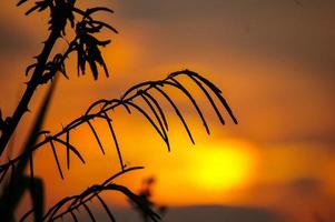 plantas selvagens ao pôr do sol foto