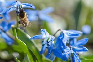 abelha coletando néctar em uma flor azul. insetos ocupados da natureza. mel de abelha. foto