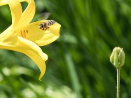 abelha coletando néctar em voo em uma flor de lírio amarelo. inseto ocupado. foto