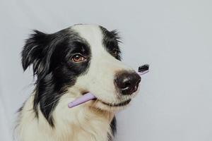 lindo cachorrinho engraçado inteligente border collie segurando a escova de dentes na boca isolada no fundo branco. higiene bucal de animais de estimação. medicina veterinária, bandeira de cuidados de saúde de dentes de cão. foto