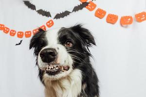 conceito de gostosuras ou travessuras. cachorrinho engraçado border collie com rosto sorridente engraçado assustador e assustador de halloween em fundo branco com decorações de guirlanda de halloween. preparação para festa de halloween. foto