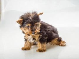 yorkshire terrier em fundo branco foto