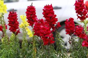 flores de verão em um parque da cidade em israel. foto