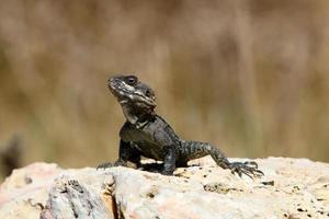 um lagarto senta-se em uma pedra em um parque da cidade. foto