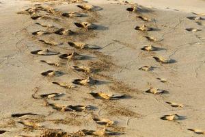 pegadas na areia nas margens do mar mediterrâneo. foto