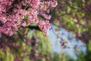 fechar o ramo com flores de sakura rosa foto