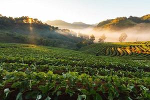 amanhecer enevoado no jardim de morango na montanha doi ang khang, chiangmai foto