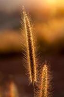 foxtails grama sob o sol, foco seletivo de close-up foto