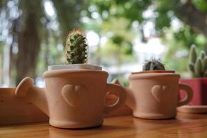 vários cactos na mesa de madeira foto