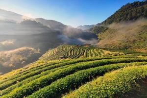 nevoeiro no nascer do sol da manhã na plantação de chá e cabana em doi ang khang, chiang mai, tailândia foto