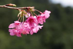 ramo com flores de sakura rosa. foto