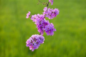 flor lagerstroemia floribunda foto