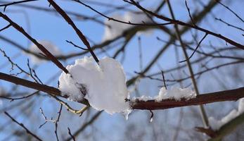 a neve pendura em galhos nus e descongela parcialmente contra um céu azul foto