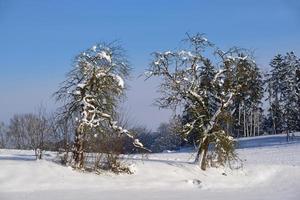 paisagem de inverno com neve fresca e uma árvore de fruto nua em primeiro plano, que também está coberta de neve, contra um céu azul foto