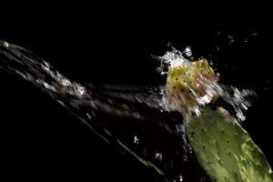 um jorro de água é derramado sobre uma pêra espinhosa com duas frutas. as gotas de água saltam em todas as direções. o fundo é preto. há espaço para texto. foto