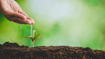 mãos sujas cuidam de árvores de plantas na terra no dia mundial do meio ambiente. jovem pequeno crescimento verde nova vida no solo na natureza ecologia. pessoa humana cresce mudas e protege no jardim. conceito de agricultura foto