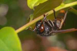 inseto vespa preta close-up macro photo premium foto