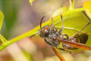 inseto vespa preta close-up macro photo premium foto