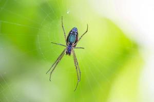 aranha em uma teia foto