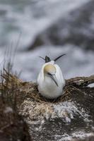 Nova Zelândia Gennet em Muriwai, Nova Zelândia foto