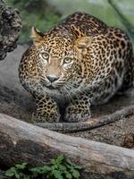leopardo do sri lankan foto