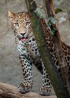 leopardo do sri lankan foto