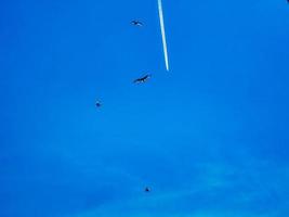 textura de bandos de gaivotas no céu claro à beira-mar em spotorno foto