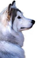 retrato feliz emoção husky cão. husky siberiano cor cinza e branca com olhos castanhos isolados no fundo branco foto