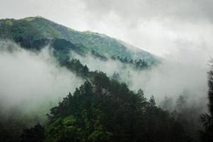 montanha escura, floresta de pinheiros com neblina foto