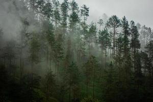 montanha escura, floresta de pinheiros com neblina foto