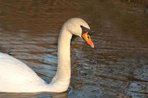 lindo cisne na água do lago azul em dia ensolarado durante o verão, cisnes na lagoa, série de natureza foto