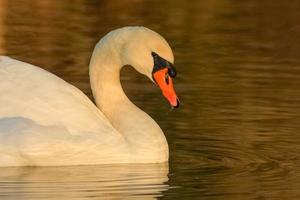 lindo cisne na água do lago azul em dia ensolarado durante o verão, cisnes na lagoa, série de natureza foto