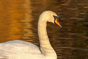 lindo cisne na água do lago azul em dia ensolarado durante o verão, cisnes na lagoa, série de natureza foto